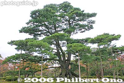 Neagari-no-matsu Pine tree with rising roots. 根上松
Keywords: ishikawa kanazawa kenrokuen garden matsu pine tree