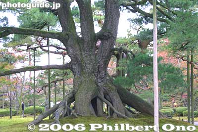 Neagari-no-matsu Pine tree with rising roots. 根上松
Keywords: ishikawa kanazawa kenrokuen garden matsu pine tree