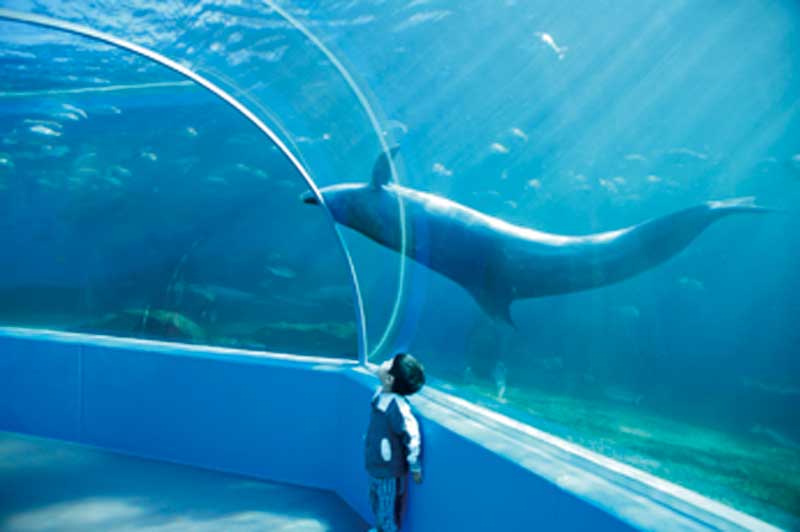 Notojima Aquarium displays 500 species of marine life from near Noto Peninsula. のとじま水族館
写真提供：©石川県観光連盟
Keywords: ishikawa nanao noto hanto peninsula