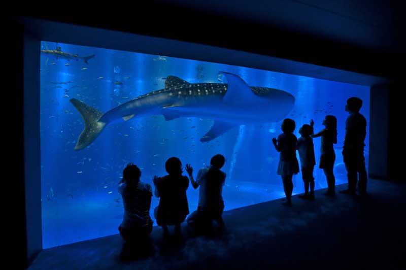 Notojima Aquarium has a whale shark. のとじま水族館・ジンベイザメ
写真提供：©石川県観光連盟
Keywords: ishikawa nanao noto hanto peninsula