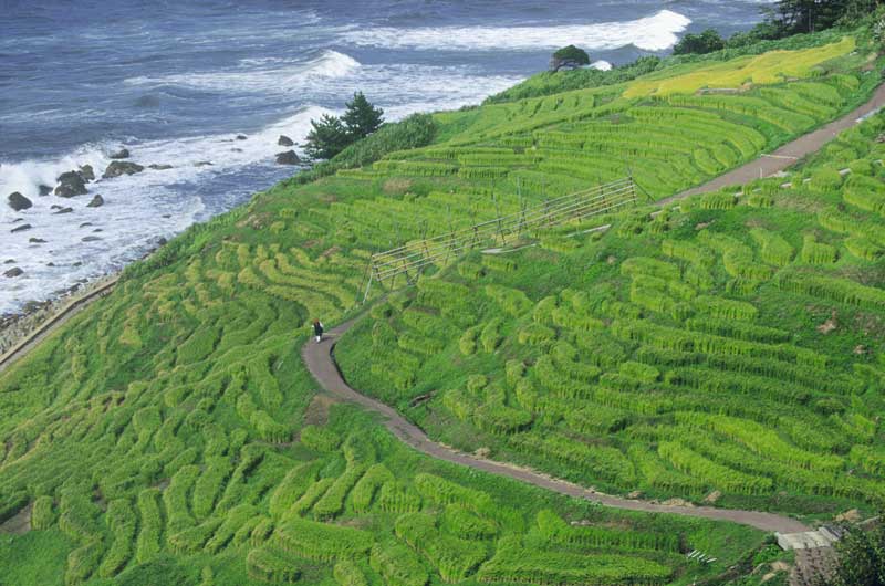 写真提供：©石川県観光連盟
Keywords: ishikawa Wajima noto hanto peninsula rice paddies terraced