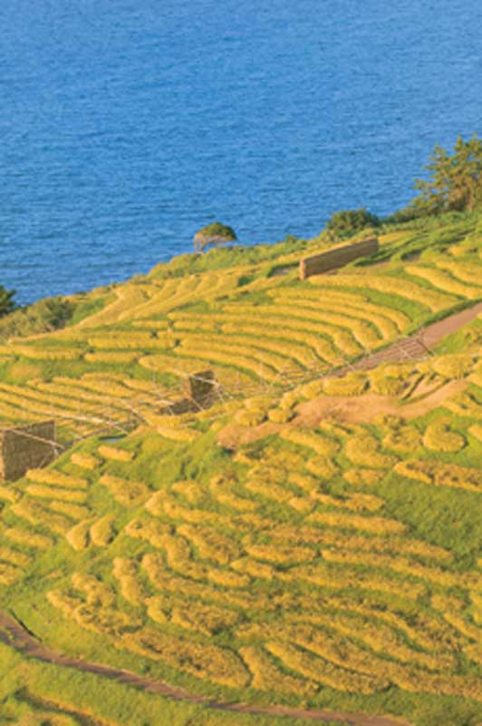 Senmaida in fall.
写真提供：©石川県観光連盟
Keywords: ishikawa Wajima noto hanto peninsula rice paddies terraced