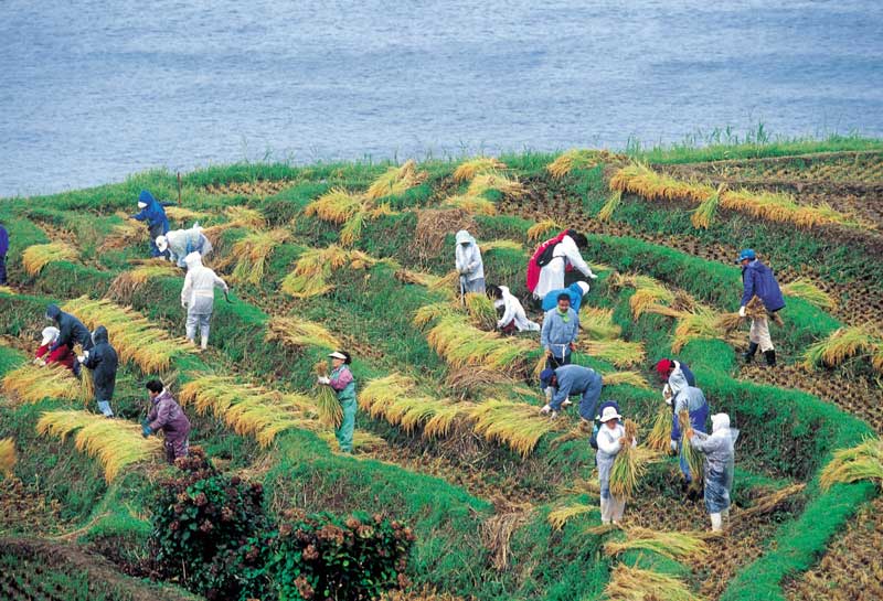 At Senmaida, harvesting rice.
写真提供：©石川県観光連盟
Keywords: ishikawa Wajima noto hanto peninsula rice paddies terraced