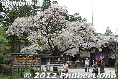 Cherry tree near Chusonji's Hondo main hall.
Keywords: iwate hiraizumi world heritage site buddhist temples chusonji tendai