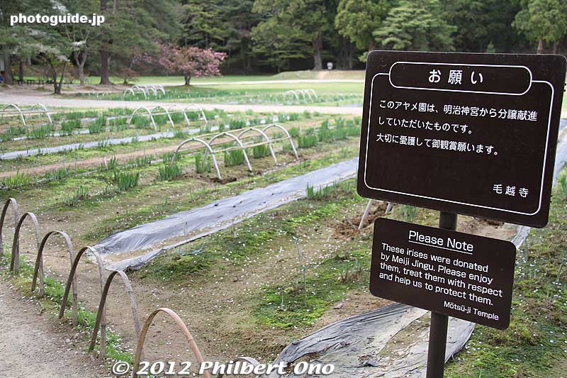 Irises donated by Meiji Jingu Shrine in Tokyo.
Keywords: iwate hiraizumi motsuji temple tendai buddhist national heritage site