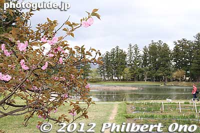 Oizumi ga Ike pond at Motsuji temple, in Hiraizumi, Iwate Prefecture. World Heritage Site.
Keywords: iwate hiraizumi motsuji temple tendai buddhist national heritage site japanese garden pond oizumi ga ike japangarden
