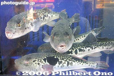 Puffer/balloon fish totally unaware of their ultimate fate.
Keywords: japanese food