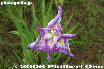 Iris
Keywords: flower iris