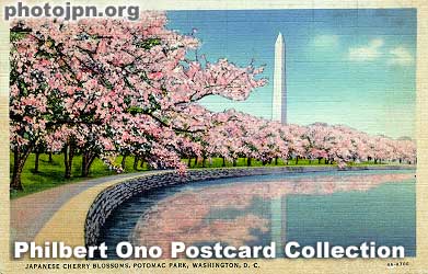 Cherry Blossoms, Potomac Park, Washington, DC。. Postcard made in the USA in the late 1930s or early 1940s. It was in 1912 (the year the Titanic sank) when Viscountess Chinda, the wife of Japan's Ambassador to the U.S., gave 2,000 small cherry trees.
It was in 1912 (the year the Titanic sank) when Viscountess Chinda, the wife of Japan's Ambassador to the U.S., gave 2,000 small cherry trees to Mrs. Helen Taft, the wife of President Willian Taft. In a quiet ceremony, Mrs. Taft and Viscountess Chinda planted the first two cherry trees along the Tidal Basin in Potomac Park in Washington, DC. These two trees still exist today, marked by a special plaque. .

To read more about the interesting history of these cherry trees, see the National Park Service's Web site on the Washington Cherry Trees. You can read about how the original shipment of 2,000 cherry trees from Tokyo in 1910 had to be destroyed upon arrival in the US due to the infestation of harmful insects and diseases.
