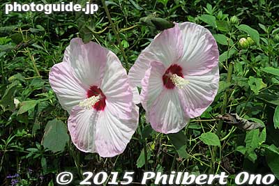 Species of hibiscus on Naoshima
Keywords: kagawa naoshima island