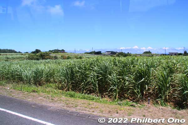 Sugar cane on Amami Oshima.
Keywords: kagoshima amami oshima