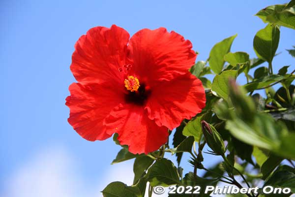Hibiscus on semitropical Amami-Oshima island, Kagoshima.
Keywords: Kagoshima Amami Oshima japanflower