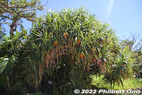 Amami Park has a garden area named "Isson no Mori" with many tropical plants. This is an Adan tree. (Pandanus odoratissimus)
Keywords: Kagoshima Amami Oshima Park japangarden