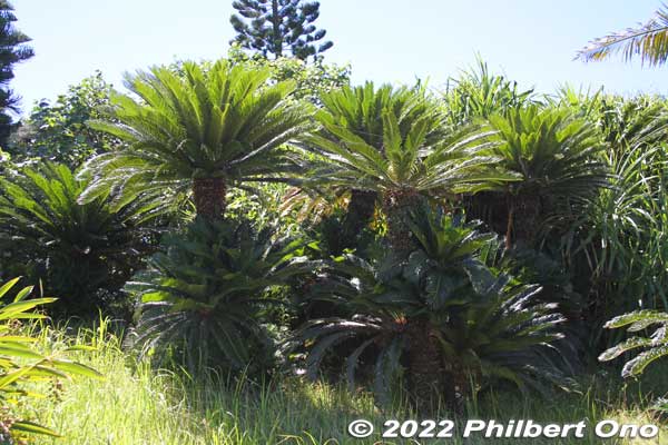Sago palms native to Amami and Okinawa. ソテツ
Keywords: Kagoshima Amami Oshima Park japangarden