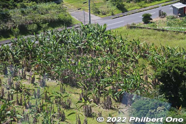 Banana patch
Keywords: Kagoshima Amami Oshima park