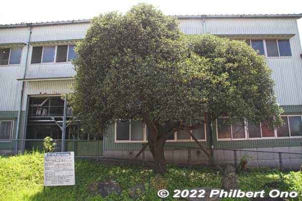 300-year-old tree named Sharinbai next to the shochu factory. Used for tsumugi fabric dyeing.
Keywords: kagoshima Amami-Oshima Tatsugo shochu factory nihonshu