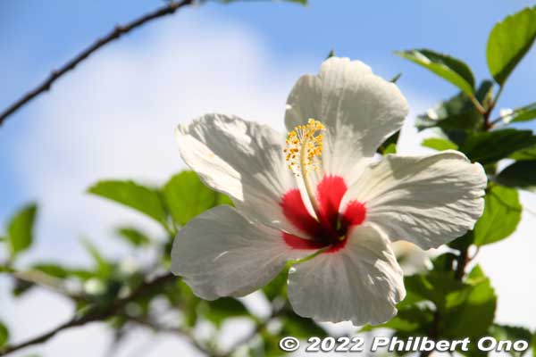 White hibiscus
Keywords: kagoshima Amami Oshima tsumugi silk fabric textile factory