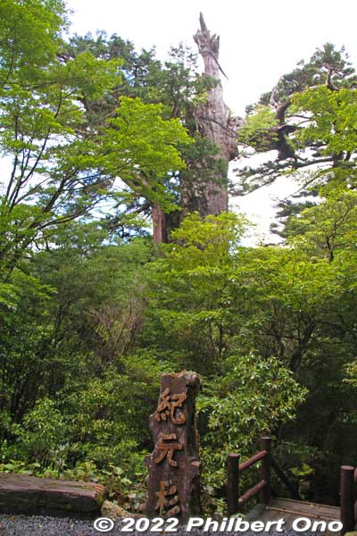 Kigensugi as it looks from the road. "Kigen" refers to the beginning of recorded history which in Japan is the year 660 when the first emperor came to being. The tree seems to be older though, at age 3,000 years.
Keywords: Kagoshima Yakushima Kigensugi cedar tree japannationalpark