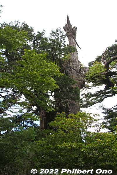 Kigensugi's height is 19.5 meters (64 ft) with a girth of 8.1 meters (26.5 ft). Elevation is 1,230 meters (4,035 ft). Hard to believe we were looking at something that has lived all these centuries.
Keywords: Kagoshima Yakushima Kigensugi cedar tree