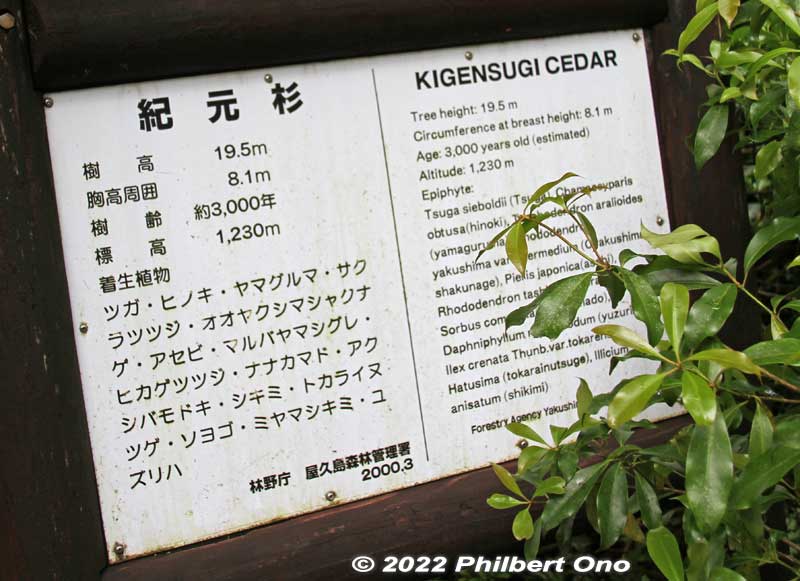 About the Kigensugi cedar tree. Wow, many other plant species also grow on this tree (epiphytes). They include Japanese cypress, Japanese mugwort, Yakushima rhododendron, and Japanese rhododendron.
Keywords: Kagoshima Yakushima Kigensugi cedar tree