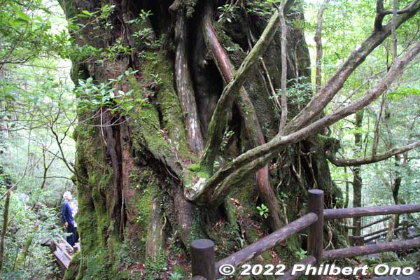 Kigensugi cedar tree also has a short walking path going around the tree, so you can also see the back of the tree (more impressive).
Keywords: Kagoshima Yakushima Kigensugi cedar tree
