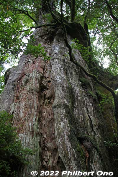 Back of Kigensugi cedar tree.
Keywords: Kagoshima Yakushima Kigensugi cedar tree japannationalpark