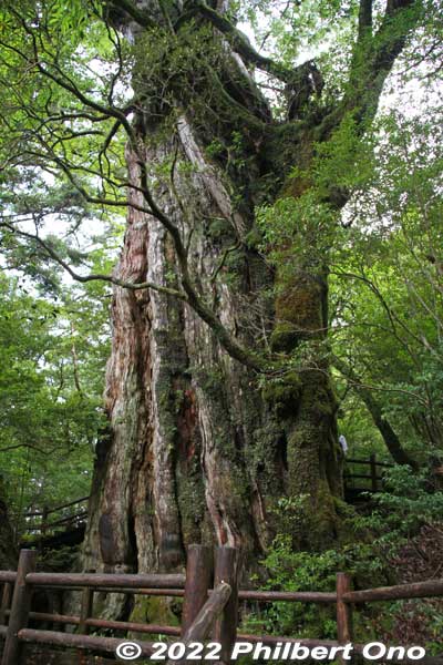 Kigensugi cedar tree.
Keywords: Kagoshima Yakushima Kigensugi cedar tree