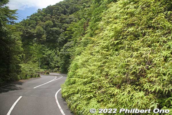 Driving back to town. Lots of ferns on the cliffs.
Keywords: Kagoshima Yakushima Kigensugi cedar tree