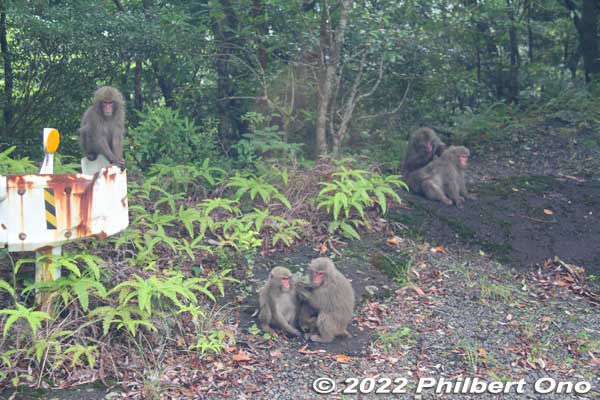 Some wild monkeys on the mountain road.
Keywords: Kagoshima Yakushima japanwildlife