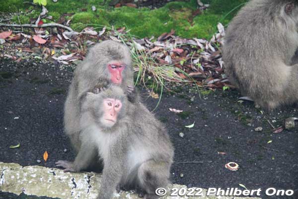 Wild monkeys on the mountain road in Yakushima. Waiting to get food tossed by tourists. (None from us.)
Keywords: Kagoshima Yakushima japanwildlife
