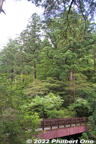 Rinsen-bashi Bridge 林泉橋
Keywords: Kagoshima Yakushima Yakusugi Land cedar tree