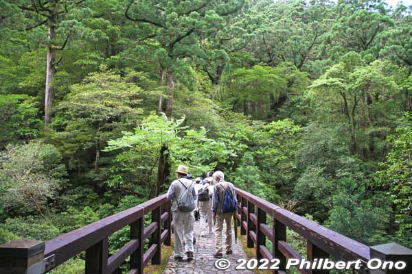 Rinsen-bashi Bridge goes over a small stream.林泉橋
Keywords: Kagoshima Yakushima Yakusugi Land cedar tree