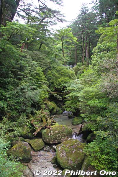 Keywords: Kagoshima Yakushima Yakusugi Land cedar tree