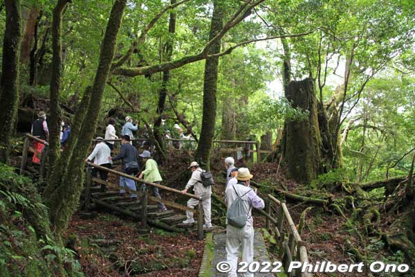 Yakusugi Land tourist hike to see old cedar trees (and stumps) on Yakushima island, Kagoshima.
Keywords: Kagoshima Yakushima Yakusugi Land cedar tree japannationalpark