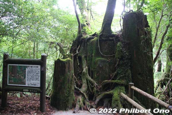 Kind of sad to see so many great Yakusugi cedar trees which were cut down. But at least they still survive in some form or hosting other trees and plants.
Keywords: Kagoshima Yakushima Yakusugi Land cedar tree japannationalpark japangarden