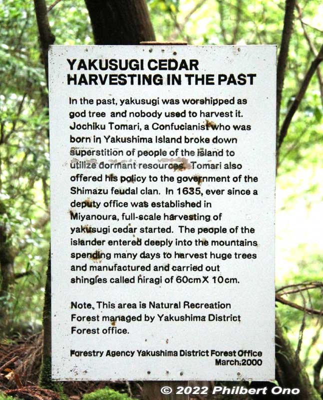 How sacred Yakusugi cedars started to be harvested from the 17th century. (English version) They can be centuries old or even a few thousand years old.
Keywords: Kagoshima Yakushima Yakusugi Land cedar tree