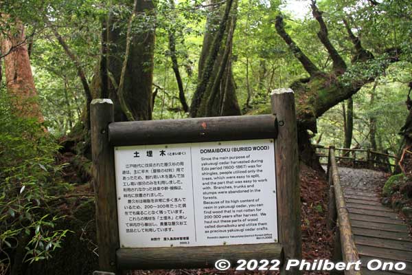 Domaiboku is a tree already harvested or felled by a typhoon. The tree's high resin content prevents the wood from rotting. Discarded scrap tree parts have been recovered to make souvenirs. 土埋木
Keywords: Kagoshima Yakushima Yakusugi Land cedar tree