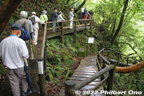 Detour path on the right to see the 1000-year cedar. Didn't have time to see it.
Keywords: Kagoshima Yakushima Yakusugi Land cedar tree