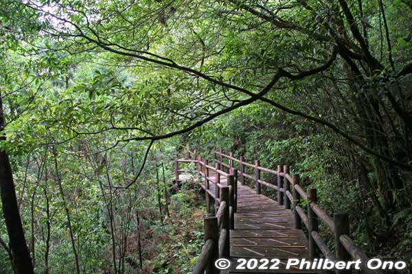 Keywords: Kagoshima Yakushima Yakusugi Land cedar tree