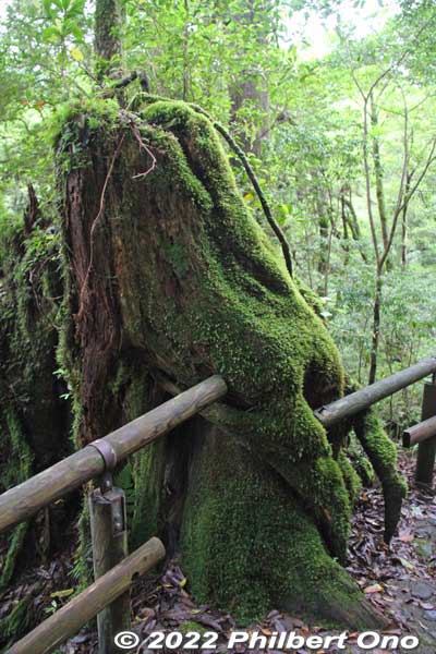 So many things grow on these trees.
Keywords: Kagoshima Yakushima Yakusugi Land cedar tree