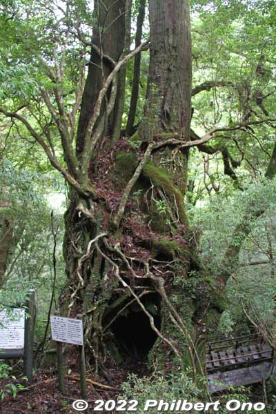 Twin cedars or Futago-sugi and also regeneration on tree stump. 双子杉
Keywords: Kagoshima Yakushima Yakusugi Land cedar tree