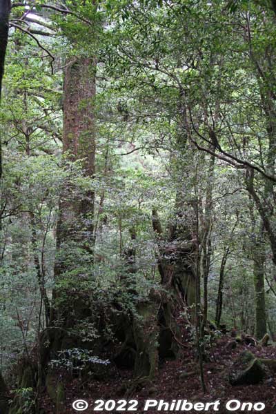 Such a picturesque forest trail. Highly recommended. Best to hike the longer trail (50 min.) though. The 30-min. trail is too short.
Keywords: Kagoshima Yakushima Yakusugi Land cedar tree