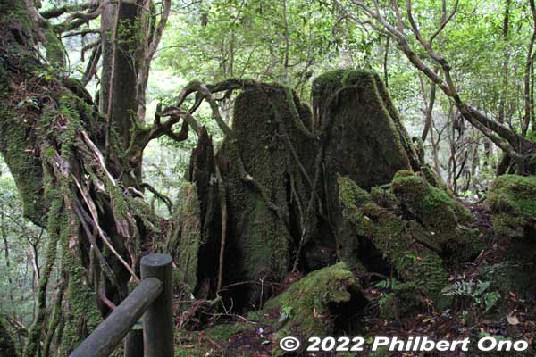 Yakusugi cedar tree stump.
Keywords: Kagoshima Yakushima Yakusugi Land cedar tree
