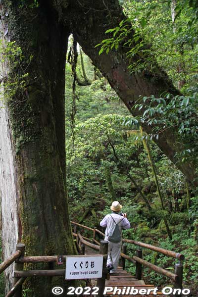 Kuguri Cedar or Cedar Underpass. くぐり杉
Keywords: Kagoshima Yakushima Yakusugi Land cedar tree