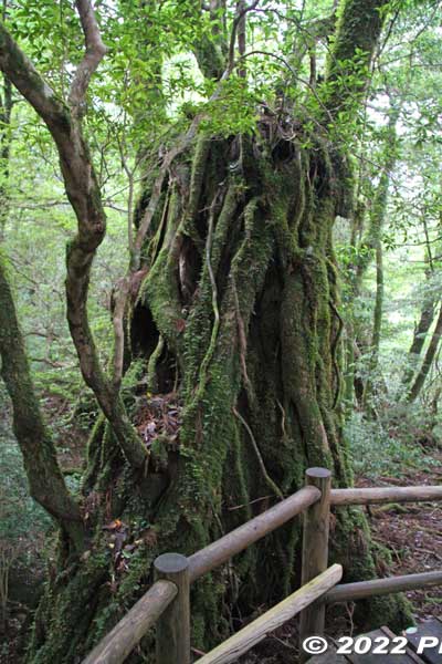 Yakusugi cedar tree on Yakushima island, Kagoshima.
Keywords: Kagoshima Yakushima Yakusugi Land cedar tree japangarden
