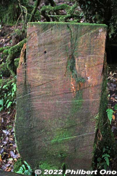 Ultra-fine grain of Yakusugi cedar.
Keywords: Kagoshima Yakushima Yakusugi Land cedar tree