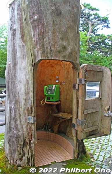 The gift shop has this phone booth inside a hollow Yakusugi tree trunk.
Keywords: Kagoshima Yakushima Yakusugi Land cedar tree