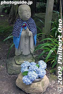 Keywords: kanagawa kamakura meigetsu-in temple zen ajisai hydrangea flowers 