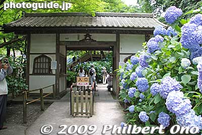 One ticket booth to Meigetsu-in.
Keywords: kanagawa kamakura meigetsu-in temple zen ajisai hydrangea flowers 