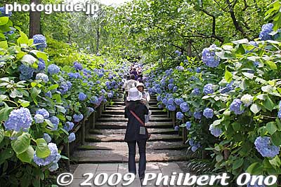 During the first half of June, the temple sees its most visitors.
Keywords: kanagawa kamakura meigetsu-in temple zen ajisai hydrangea flowers 